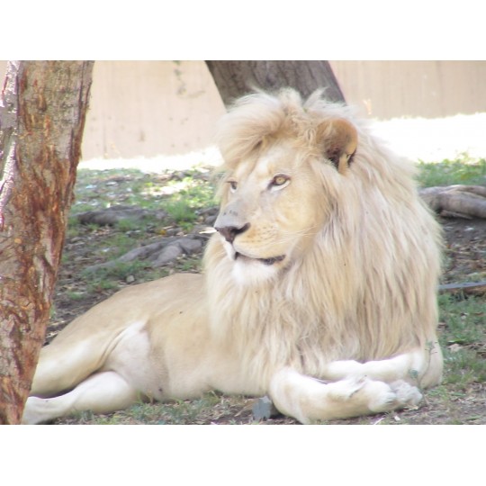 Winter Home Kissen Fellimitat WHITE LION 45x45 cm