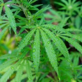 Lotus Bettwäsche HANF anthrazit Lotus Bettwäsche HANF anthrazit